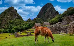 Lama