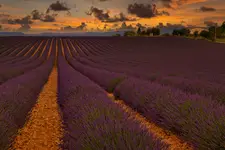 Zapach Prowansji