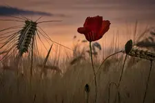 Pożegnanie dnia