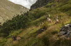 Sjesta