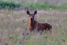 W cztery oczy z młodym łosiem.