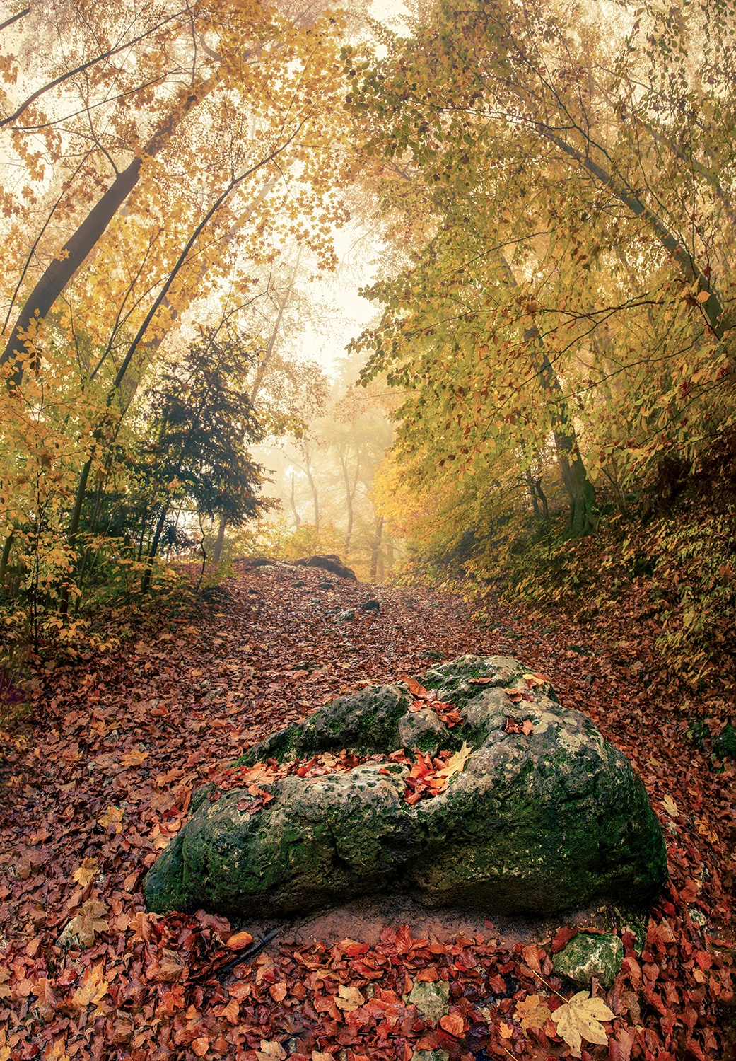 Niebo liściaste nade mną 