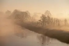 Pierwsze budzą się drzewa późnej domy. 