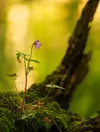 Kwiatek