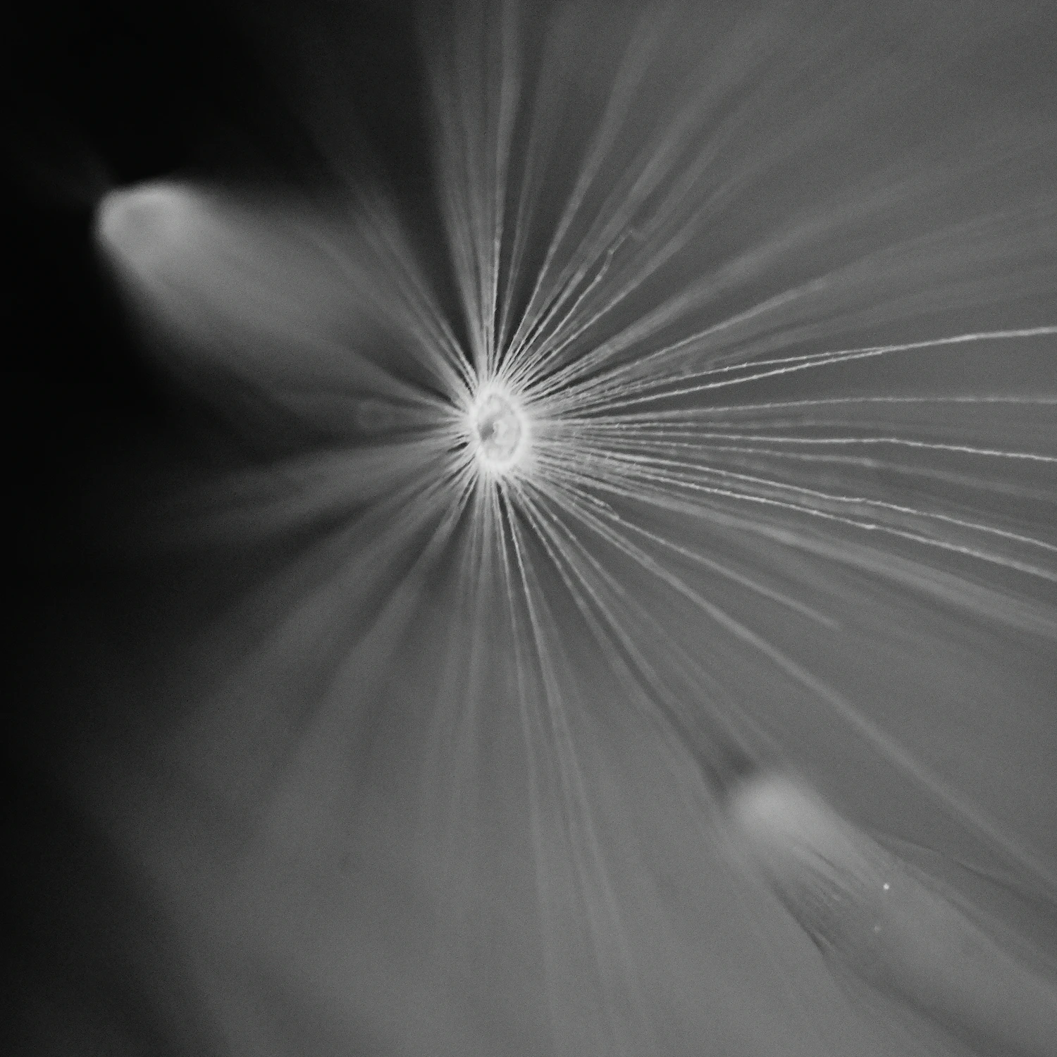 WARP