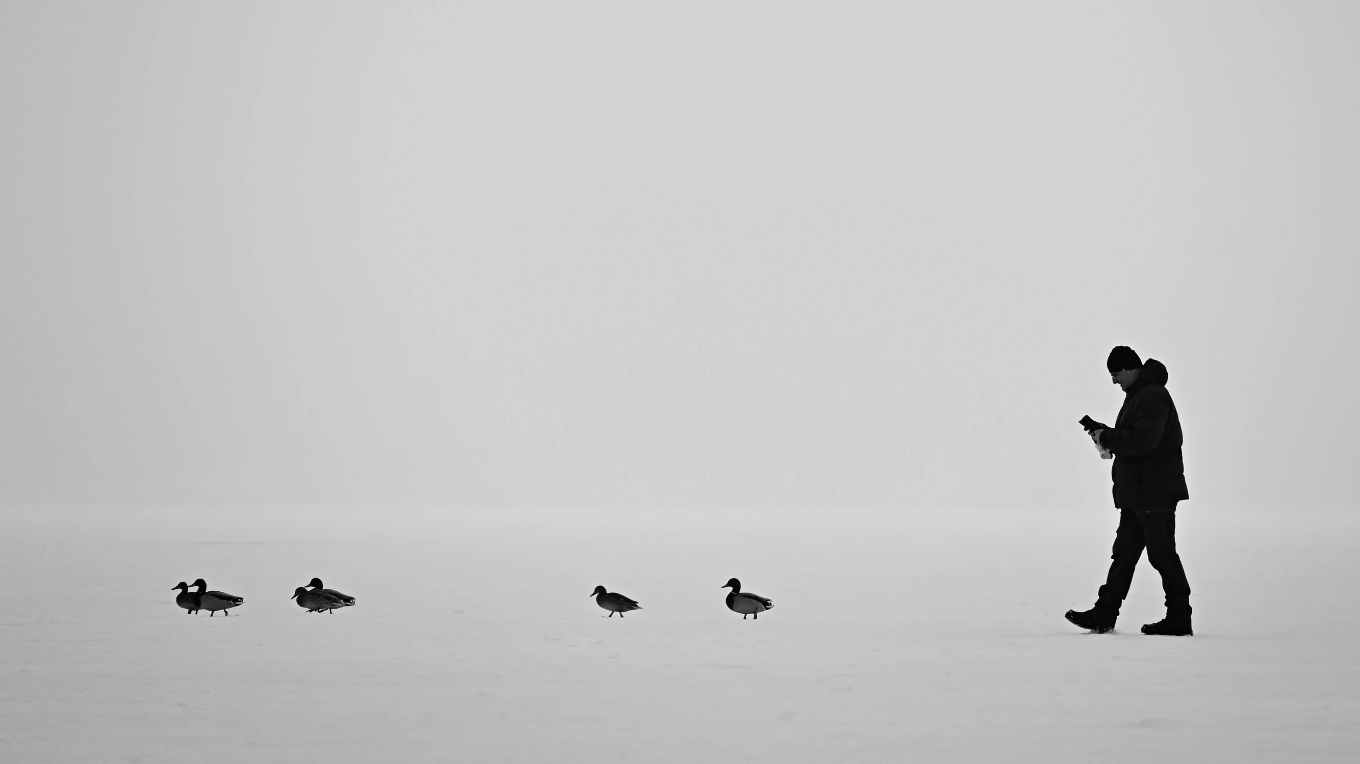 jakaś dziwna kaczka...