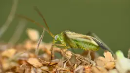 viridis pascudus ;)