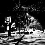 dzikobus nie przyjechał... ;(