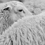 wool factory