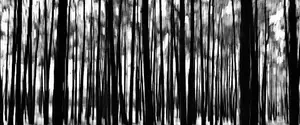 leśny barcode