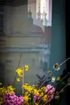 Lublin w oczach kamienic