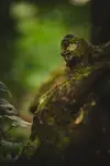 OCALIĆ
