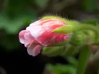 poczatki