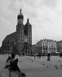Gołębie go znają. 