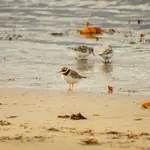 Tłok na plaży.