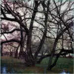 warszawskie drzewa...