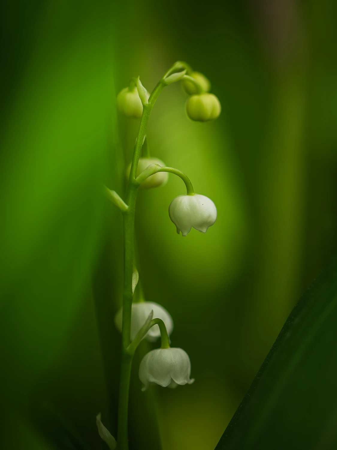 Wiosennie 