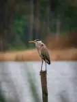 Na czatach
