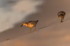 Przodownik