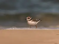 Oko oko