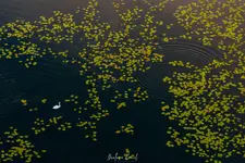 Łabędź wśród liści grążela żółtego