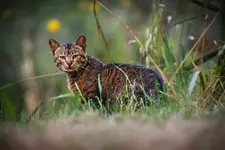 Koty lubią Księżyć, księżyć lubi koty