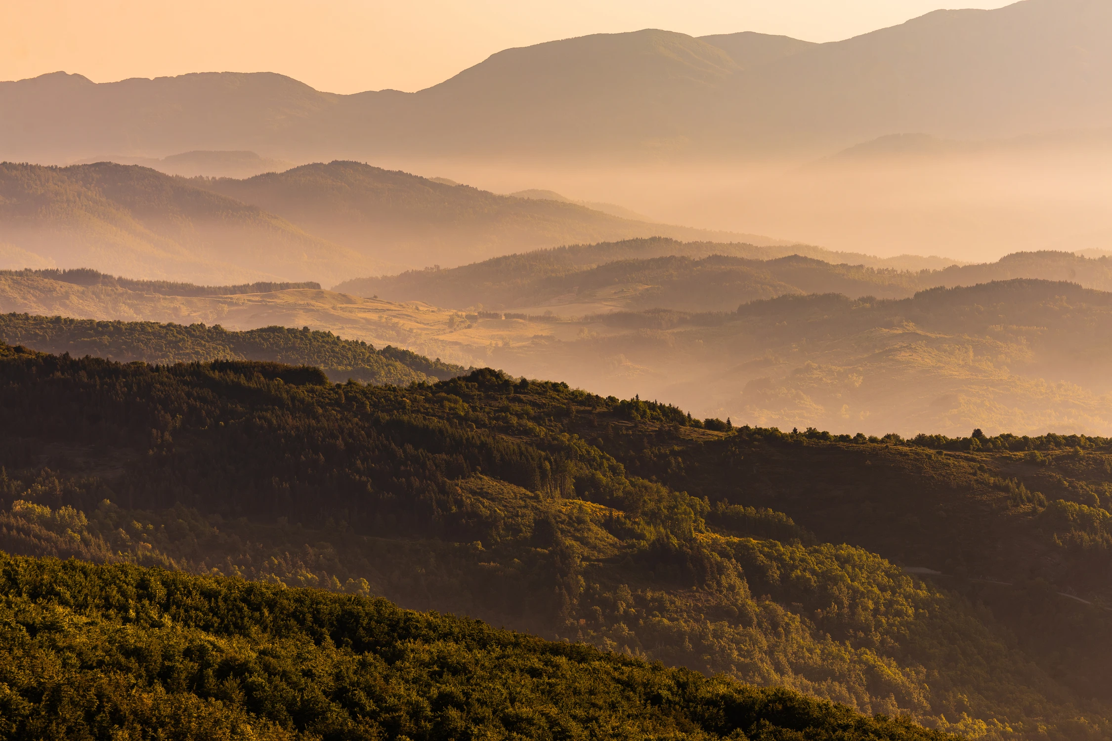Foresta di Sant'Antonio