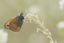 PRZESTOJNIK TRAWNIK