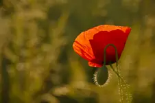 JUŻ NA ZAWSZE BĘDĘ CI WIERNY