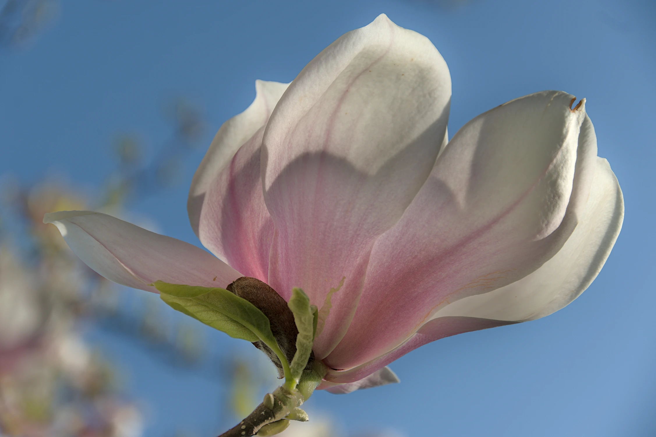Magnolia