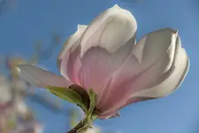 Magnolia