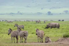 W Ngorongoro